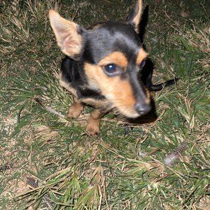 Meet your Posher, Leonardo